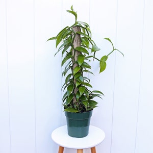 LIVE 6” pot Vanilla Orchid Vanilla Panifolia Orchid, Totem, Rare houseplant, Trailing indoor plant, Birthday gift, Housewarming gift