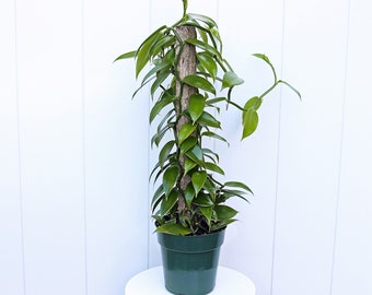 LIVE 6” pot Vanilla Orchid Vanilla Panifolia Orchid, Totem, Rare houseplant, Trailing indoor plant, Birthday gift, Housewarming gift