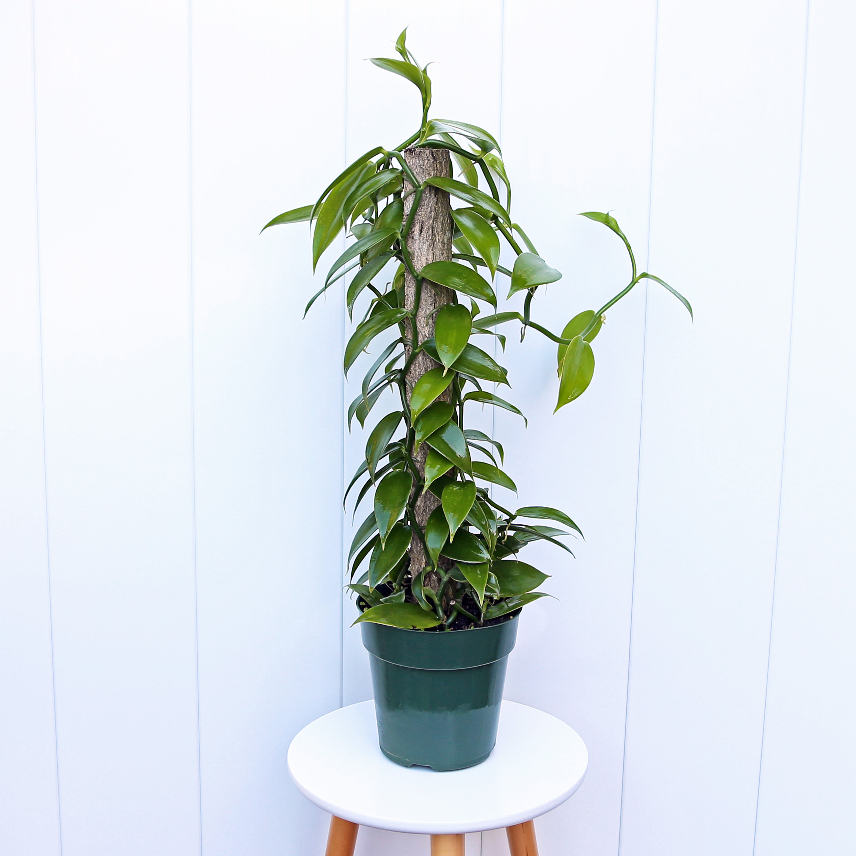 chameli plant Chameli (Jasminum Grandiflorum) Spanish Jasmine main image 1