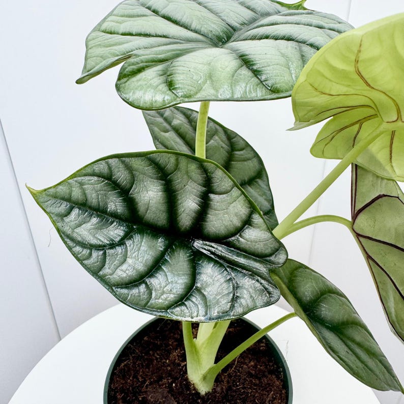 May include: A houseplant with large, silver-green leaves. The leaves have a distinct veined pattern and are arranged in a cluster around the stem. The plant is potted in a dark green pot.