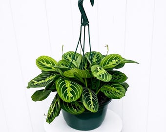 LIVE 8” hanging pot Lemon Prayer Plant, Lemon Maranta, Office gift plant, Potted trailing house plant, Mother's day gift, Plant decoration