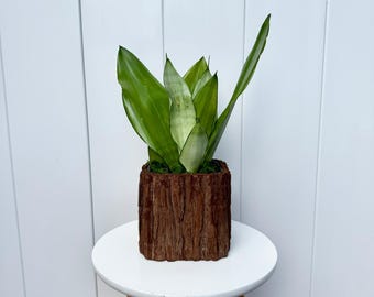 LIVE 6” wooden glass pot Sansevieria Moonshine, Snake Plant, Birthday gift plant, Low light plant, Green home decor, Birthday gift