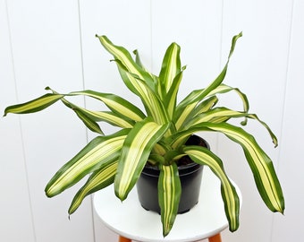 LIVE 6” pot Bromeliad Neoregelia Tricolor, Rare plant lover gift, Plant mom gift, Couples gift, Office gift, Variegated houseplant