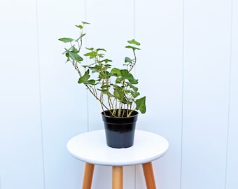 LIVE 4” pot Ivy Plant, Hedera Helix, Small vine plant, Trailing indoor potted plant, Father's day gift, Grandma gift, Housewarming gift