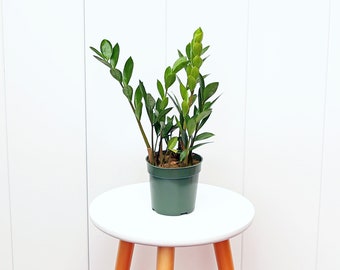 LIVE 6” pot ZZ plant, Zamioculcas Zamiifolia, Office gift, Housewarming gift, Unique first home gift, Get well gift, Flower arrangement