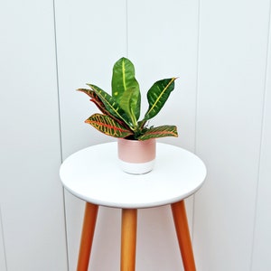 LIVE ceramic pot Petra Croton, Garden Croton, Variegated house plant, Fathers day gift, Boyfriend gift, Anniversary gift, Indoor plant