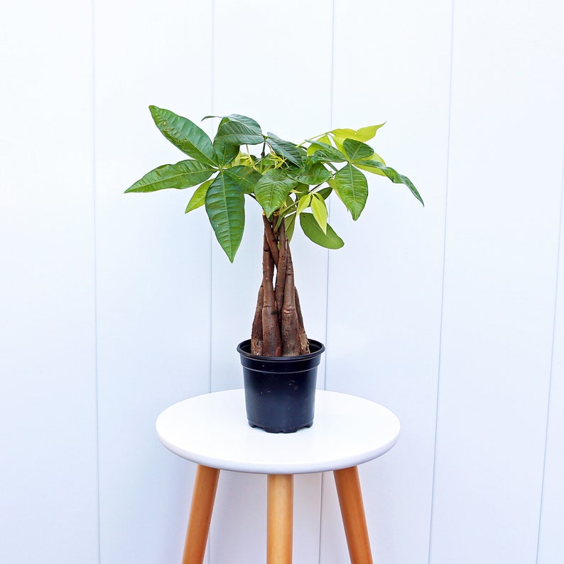 May include: A green money tree plant with braided trunk in a black plastic pot, sitting on a white round table with wooden legs.