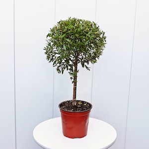 LIVE 4” pot Myrtle Topiary, Myrtus Bonsai Tree, Christmas fragrant plant, Sympathy gift, Family gift, Indoor potted plant, Get well gift