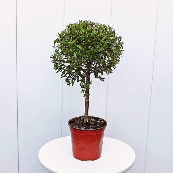 LIVE 4” pot Myrtle Topiary, Myrtus Bonsai Tree, Christmas fragrant plant, Sympathy gift, Family gift, Indoor potted plant, Get well gift