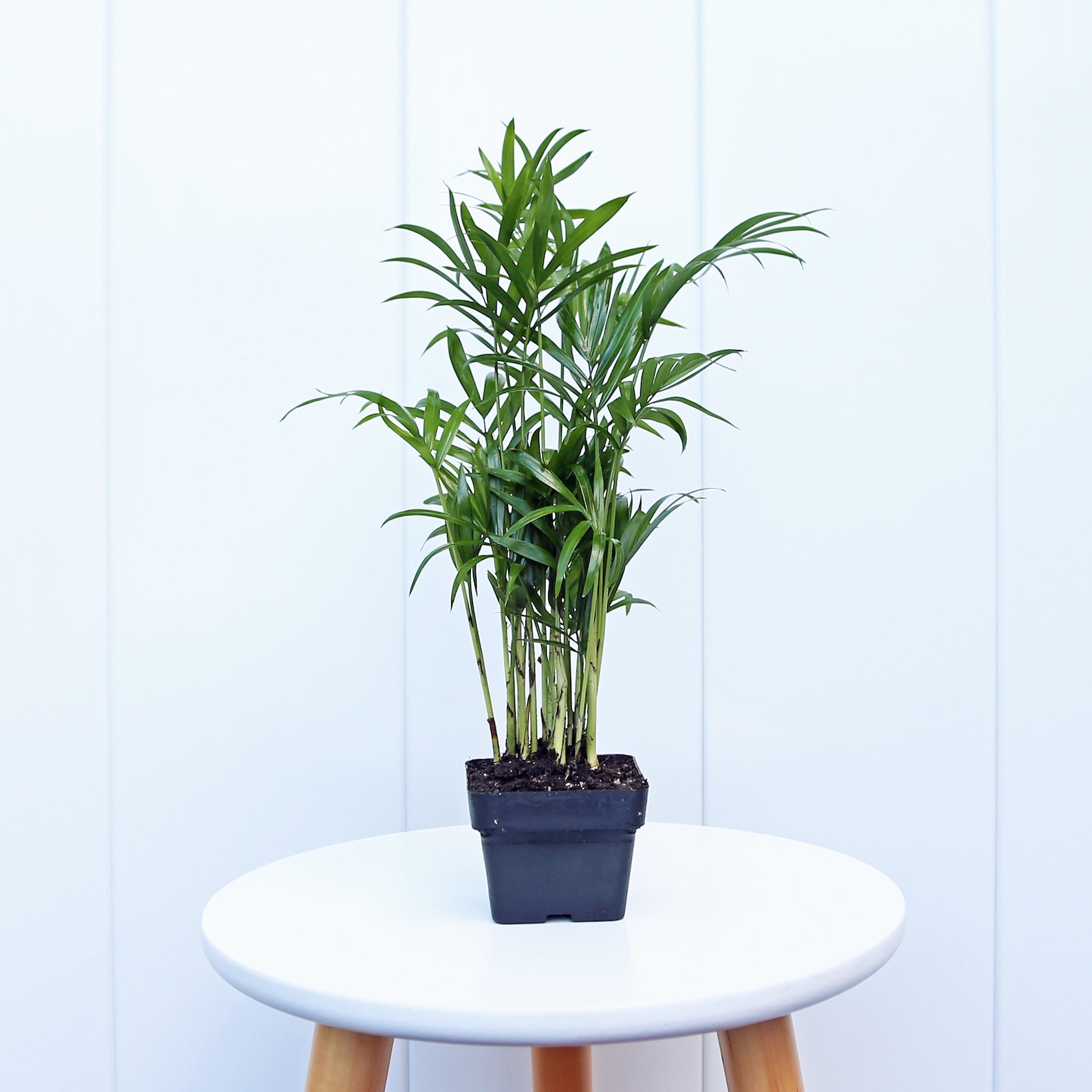 12 PACK LIVE 3” Pot Parlor Palm, Chamaedorea Elegans, Palm Tree Plant ...