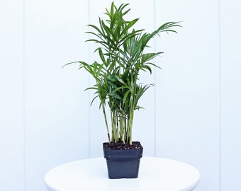 LIVE 3” pot Parlor Palm, Chamaedorea Elegans plant, Palm tree plant, Air purifying plant, Thank you gift, Birthday gift, Fully rooted plant