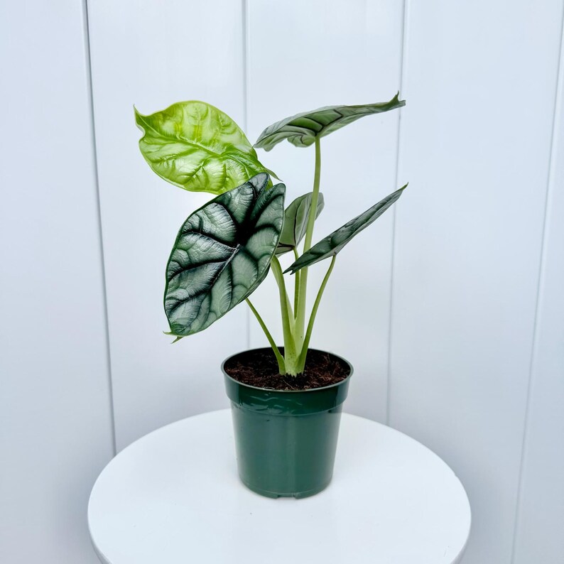 May include: A small green pot with a silver and green Alocasia plant with large leaves.