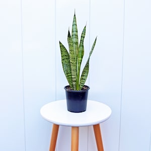 LIVE 4” pot Sansevieria Snake Plant, Birthday gift plant, Indoor evergreen plant, Low light plant, Housewarming gift, Thank you gift