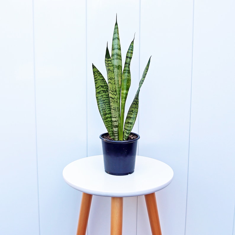 May include: A potted snake plant with green and yellow striped leaves in a black plastic pot on a white stool.