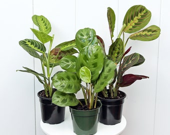 LIVE 4” pots Combo Red Maranta, Lemon Maranta & Green Maranta, Prayer Plants,  Plant gift for the first home, Birthday gift, Office gift