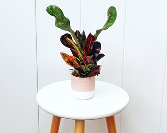 LIVE ceramic pot Mammy Croton, Variegated potted croton, Plant lover gift, Small tropical plant, Office bushy plant for co-worker