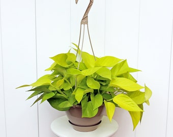LIVE 8” hanging basket Neon Pothos, Epipremnum Aurem Neon, Hanging plant, Birthday gift, Housewarming gift, Couples gift for the first home
