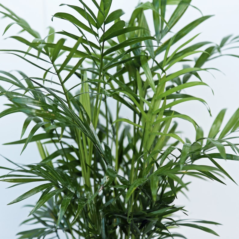 RootedFriends Parlor Palm Plant - Thumbnail 2