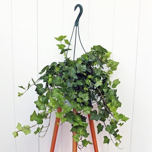 LIVE 8” hanging basket Ivy Plant, Hedera Helix, Hanging plant, Birthday gift, Housewarming gift, Sympathy gift, Low light plant, Office gift