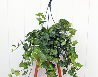 LIVE 8” hanging basket Ivy Plant, Hedera Helix, Hanging plant, Birthday gift, Housewarming gift, Sympathy gift, Low light plant, Office gift