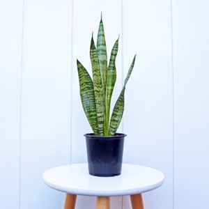 LIVE 4” pot Sansevieria Snake Plant, Birthday gift plant, Indoor evergreen plant, Low light plant, Housewarming gift, Thank you gift image 2