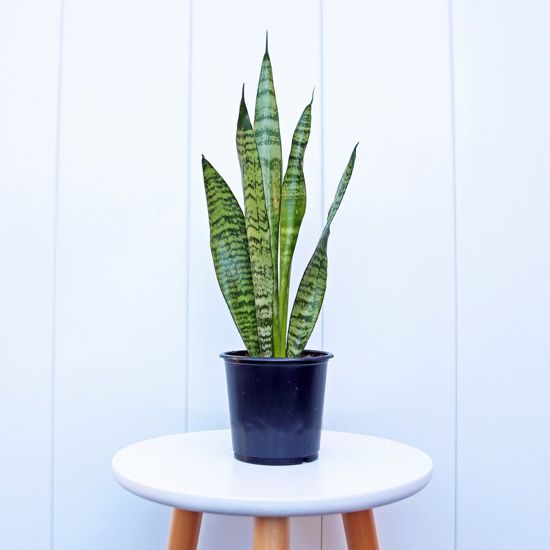 LIVE 4” pot Sansevieria Snake Plant, Birthday gift plant, Indoor evergreen plant, Low light plant, Housewarming gift, Thank you gift image 2