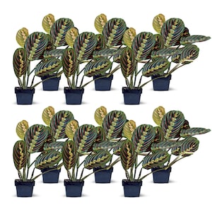 May include: Twenty-four potted plants with green and red leaves in black pots. The plants are arranged in two rows of twelve.