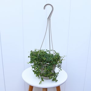 May include: A hanging plant in a gray pot with a silver hanger. The plant has small, green leaves and is sitting on a white, round table with wooden legs. The background is a white wall.