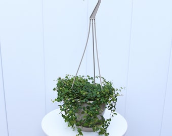 LIVE 4.5” hanging pot Ficus String of Frogs, Miniature Oakleaf Fig, Valentines day gift, Birthday gift, Mother daughter gift, Corporate gift