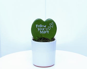 LIVE ceramic pot Heart-Shaped Hoya, Sweetheart Hoya, Valentine Hoya, Mom gift plant, Valentines day, Thank you gift, Follow your heart