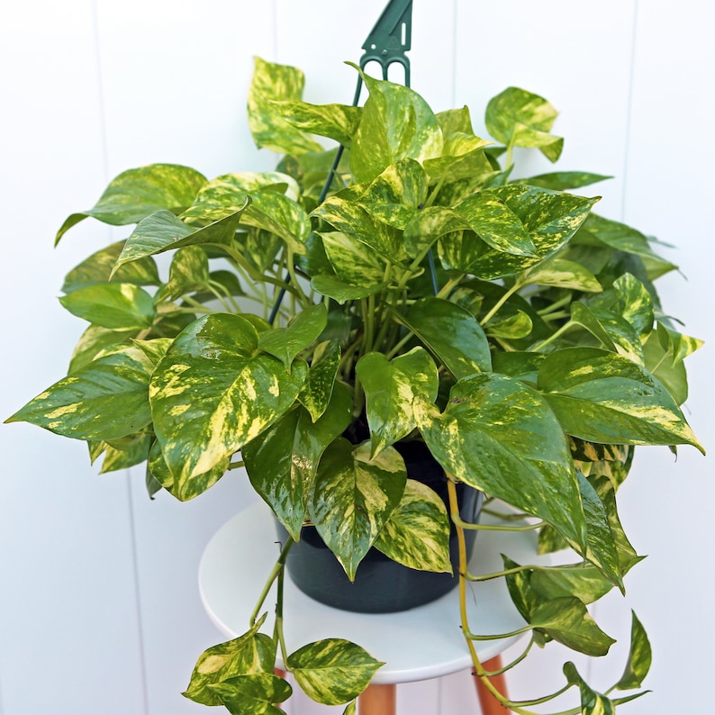 LIVE 8” hanging basket Golden Pothos Plant - Thumbnail 2