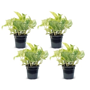 4 PACK LIVE 4” pot Marble Queen Pothos, Birthday gift, Housewarming gift, Christmas gift, Get well gift for her, Office gift, Grief gift