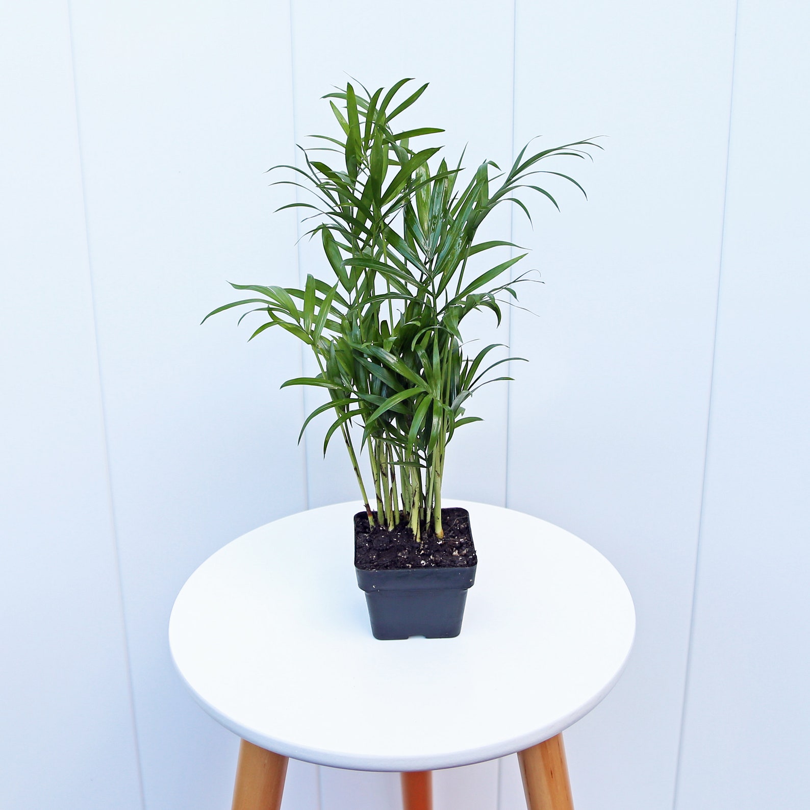 12 PACK LIVE 3” Pot Parlor Palm, Chamaedorea Elegans, Palm Tree Plant ...
