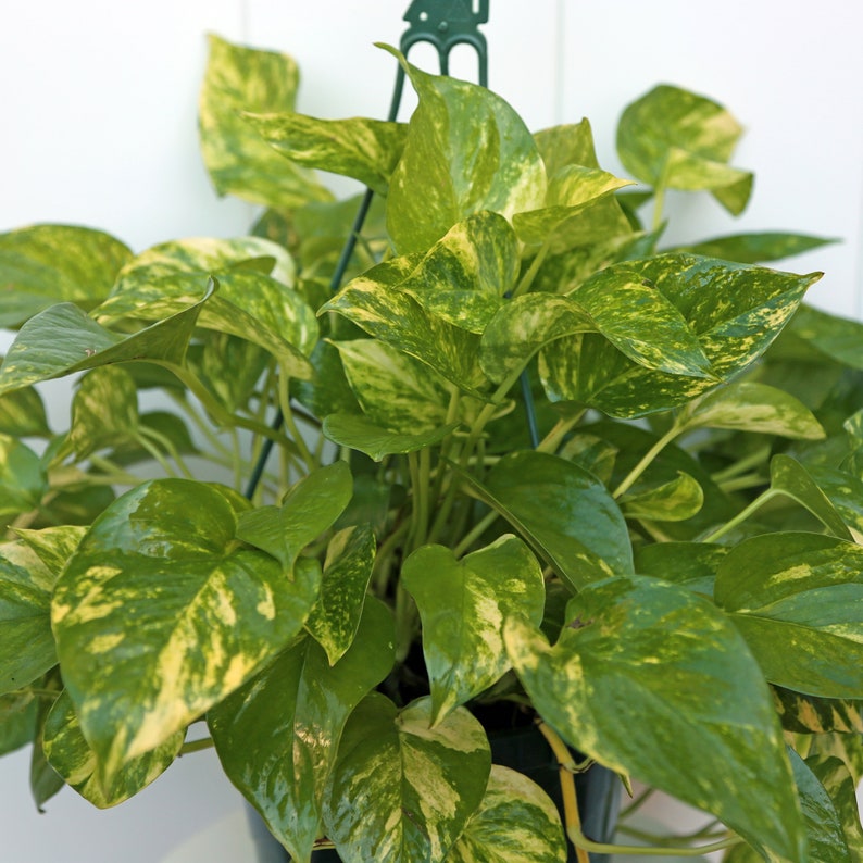 LIVE 8” hanging basket Golden Pothos Plant - Thumbnail 3