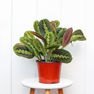 LIVE 6” pot Red Maranta, Prayer Plant, Plant lover gift, Large plant, Office gift, Plant gift for home, Christmas gift, Vine house plant