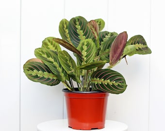 LIVE 6” pot Red Maranta, Prayer Plant, Plant lover gift, Large plant, Office gift, Plant gift for home, Christmas gift, Vine house plant