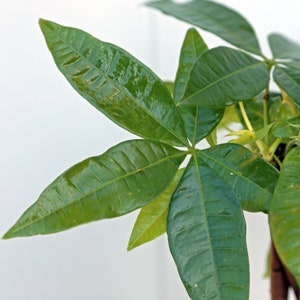May include: Close-up of a green leafy plant with multiple leaves radiating from a central point. The leaves are glossy and have a distinct vein pattern.