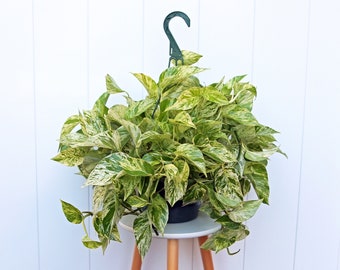 LIVE 8” hanging basket Marble Queen Pothos, Variegated plant, Hanging trailing plant, Housewarming gift, Christmas gift, Live decoration
