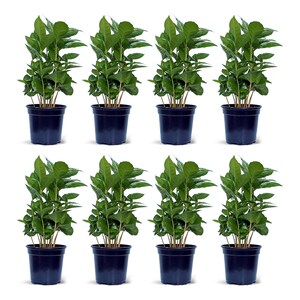 May include: Eight potted green plants with dark green leaves in black plastic pots. The plants are arranged in two rows of four.