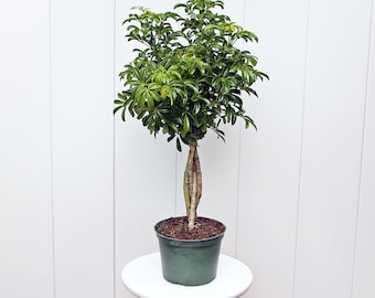 LIVE 6” pot Arboricola Topiary Hawaiian plant, Schefflera Braided, Housewarming gift, Christmas office gift, Plant lover gift, Birthday gift