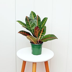 LIVE 4” pot Petra Croton, Miracle Bush, Garden Croton, Small multicolored plant, Plant mom dad gift, Fully rooted plant, Office gift