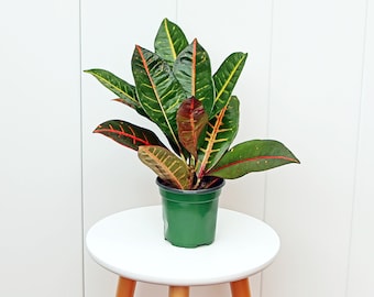 LIVE 4” pot Petra Croton, Miracle Bush, Garden Croton, Small multicolored plant, Plant mom dad gift, Fully rooted plant, Office gift