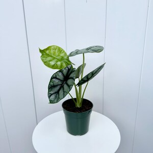 May include: A small potted plant with silver and green leaves. The plant is in a dark green plastic pot.