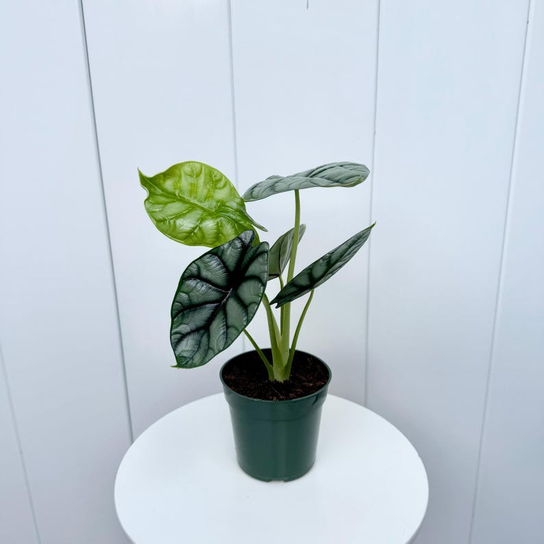 May include: A small potted plant with silver and green leaves. The plant is in a dark green plastic pot.