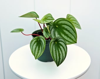 LIVE 4” pot Peperomia Watermelon, Peperomia Argyreia, Thank you gift, Mom birthday gift, Housewarming gift, Office gift, Christmas gift