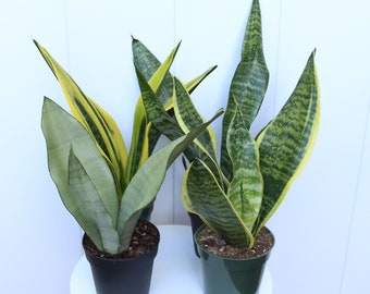 May include: Three potted snake plants with different leaf patterns. The plants are in black and green pots. The plants are on a white surface.