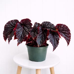 LIVE 6” pot Begonia Black Magic Live Plant, Dark Foliage Begonia, Dramatic Indoor Houseplant, Gothic Plant Gift