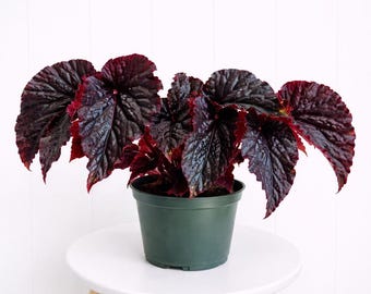 LIVE 6” pot Begonia Black Magic Live Plant, Dark Foliage Begonia, Dramatic Indoor Houseplant, Gothic Plant Gift