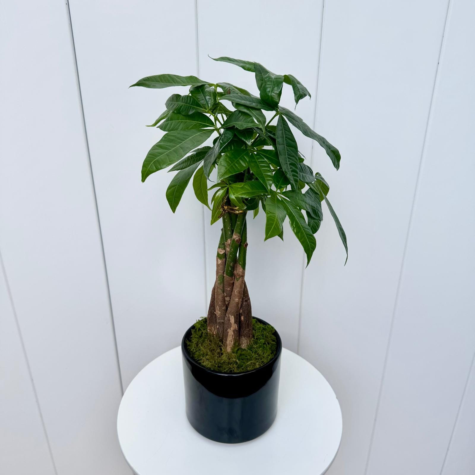 LIVE 4” ceramic pot Money Tree, Pachira Aquatica, Good Luck tree, Mothers day, Birthday gift, Housewarming gift, Indoor potted plant decor