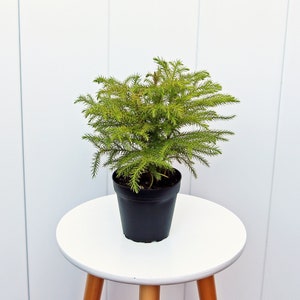 May include: A small green Norfolk Island pine tree in a black plastic pot, sitting on a white round table with wooden legs.